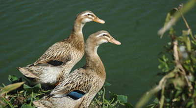 呼吸系統(tǒng)疾病預(yù)防以及治療方案