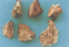 中藥故事---萆薢bixie